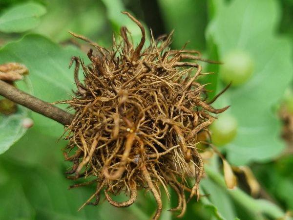 Hrčiarka Andricus caputmedusae