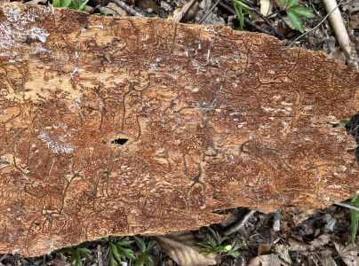 Lykožr&uacute;t jedľov&yacute;