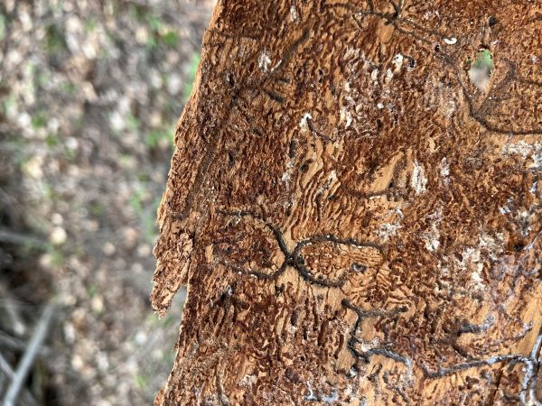 Lykožr&uacute;t jedľov&yacute;