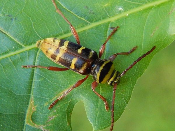 Fuz&aacute;č dubinov&yacute;