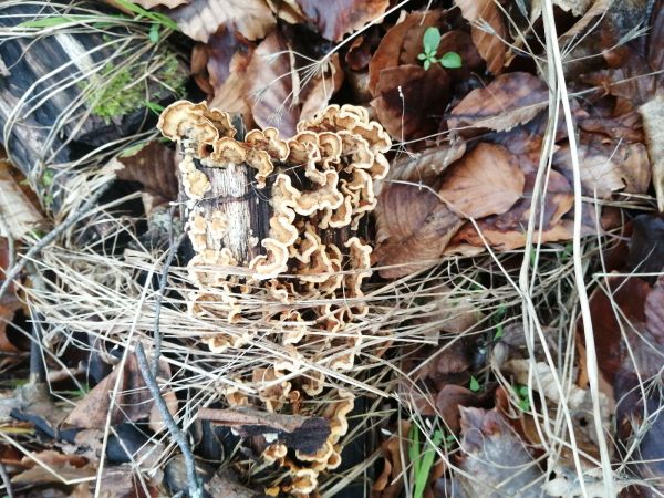 Tr&uacute;dnikovec pestr&yacute;