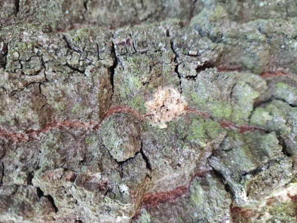 Mn&iacute;&scaron;ka veľkohlav&aacute;