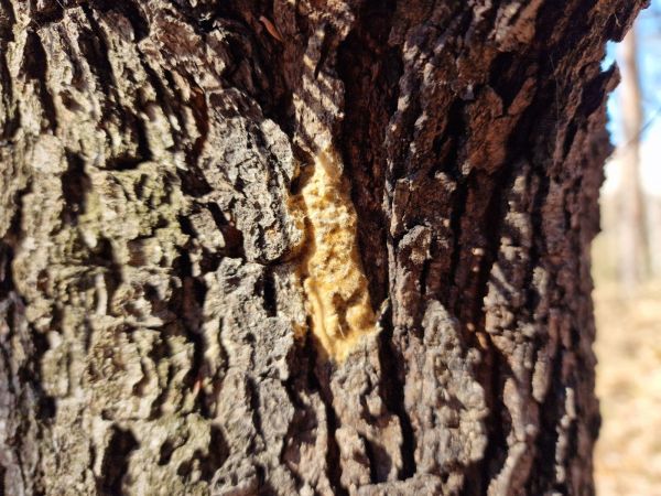 Mn&iacute;&scaron;ka veľkohlav&aacute;