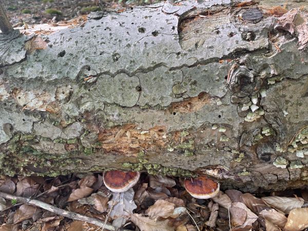 Pr&aacute;chnovček p&aacute;sikav&yacute; 