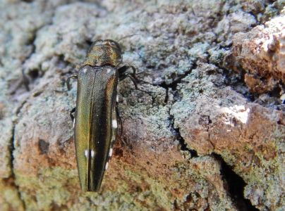 Krasoň dvoj&scaron;kvrnn&yacute;