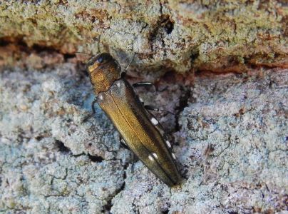 Krasoň dvoj&scaron;kvrnn&yacute;