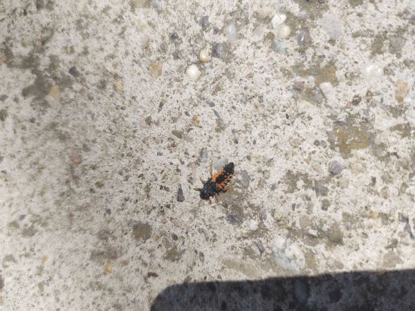 Lienka v&yacute;chodn&aacute;