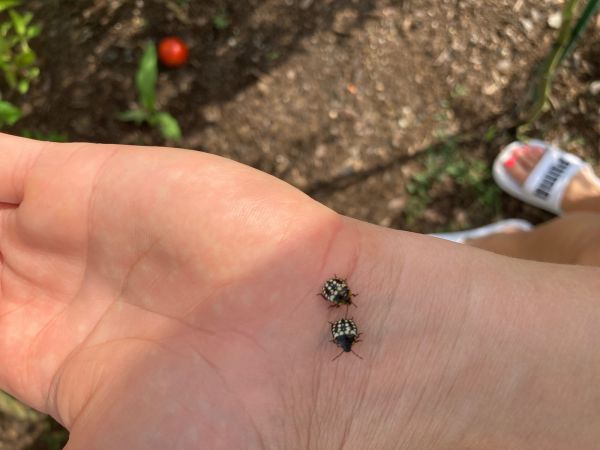 A - nie je v datab&aacute;ze