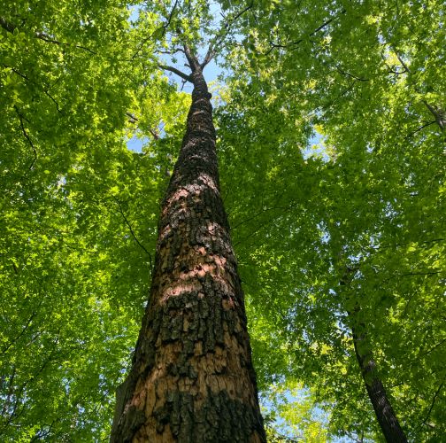 Vladimír Šalgovič
