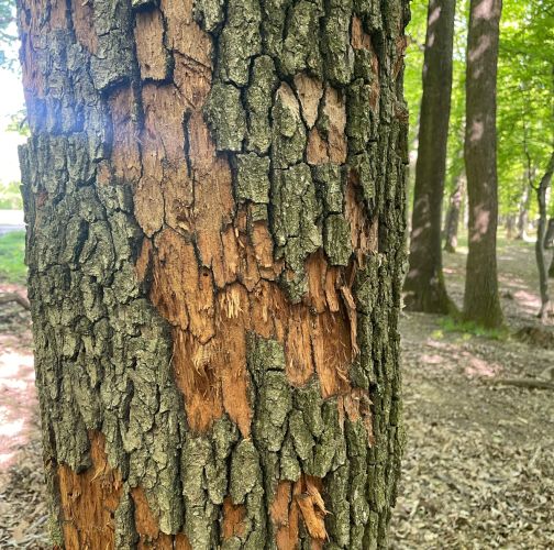 Vladimír Šalgovič