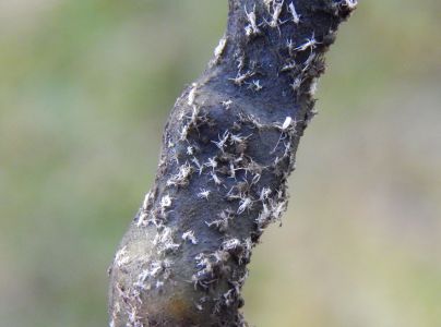 A - nejednoznačne určen&yacute;, nie sme si ist&iacute;