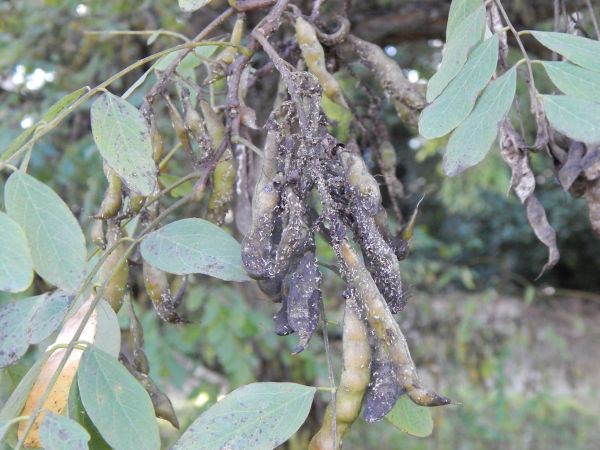 A - nejednoznačne určen&yacute;, nie sme si ist&iacute;