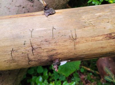 Lykožr&uacute;t korunov&yacute;