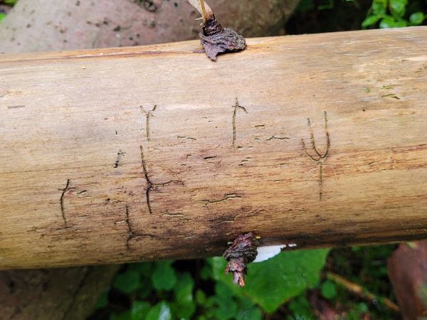 Lykožr&uacute;t korunov&yacute;