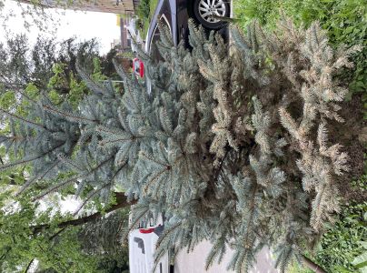 Vo&scaron;ka smrekov&aacute; 