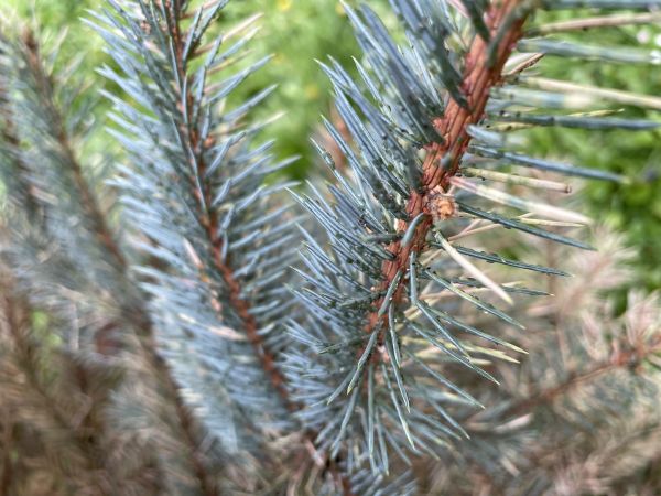 Vo&scaron;ka smrekov&aacute; 