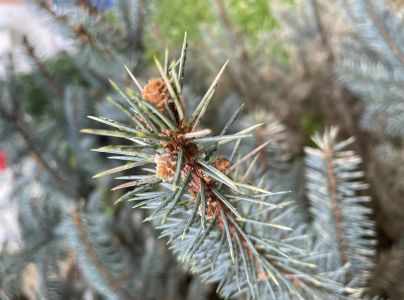 Vo&scaron;ka smrekov&aacute; 