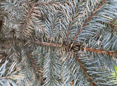 Vo&scaron;ka smrekov&aacute; 