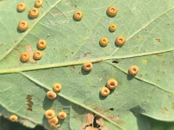 Hrčiarka Neuroterus numismalis