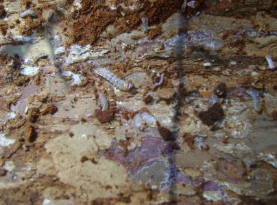 A - nejednoznačne určen&yacute;, nie sme si ist&iacute;