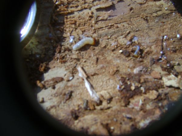 A - nejednoznačne určen&yacute;, nie sme si ist&iacute;