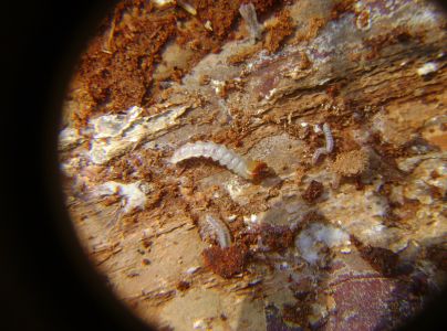 A - nejednoznačne určen&yacute;, nie sme si ist&iacute;