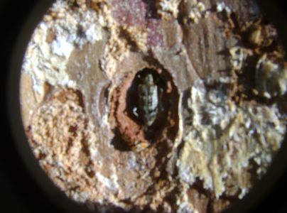 A - nejednoznačne určen&yacute;, nie sme si ist&iacute;