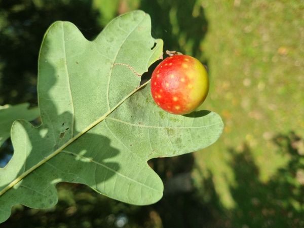 Hrčiarka listov&aacute;