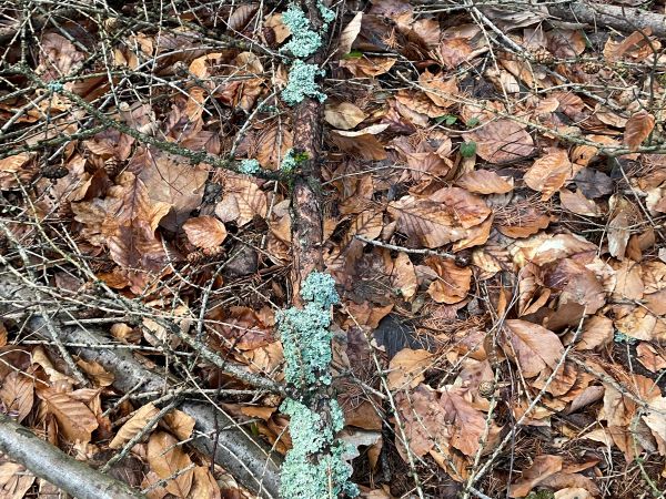 A - nie je v datab&aacute;ze