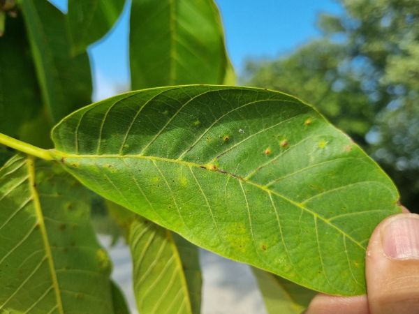 Roztoč Aceria tristriata