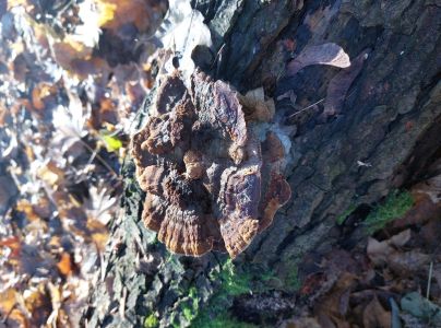 Ry&scaron;avec k&ocirc;rovit&yacute;