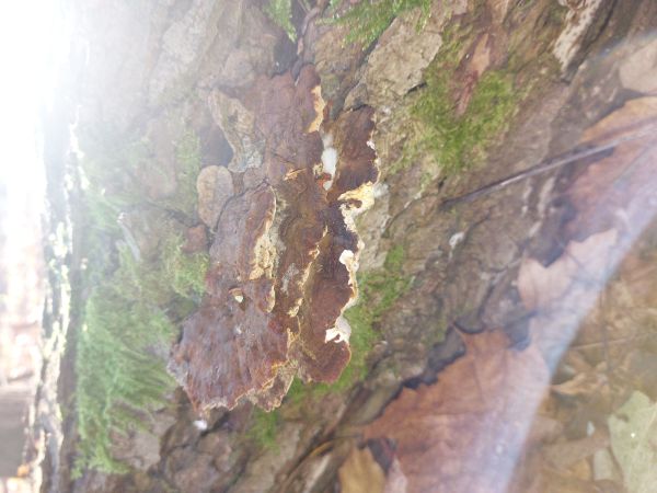 Ry&scaron;avec k&ocirc;rovit&yacute;