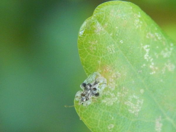 Sietnička dubov&aacute;