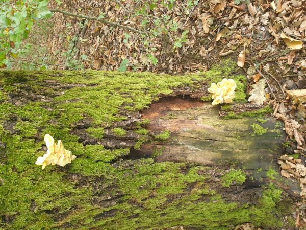 S&iacute;rovec obyčajn&yacute;