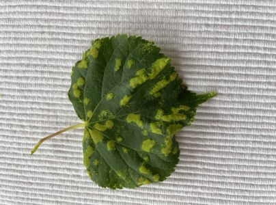 Roztoč Eriophyes leiosoma = exilis