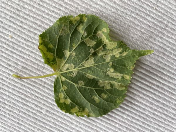 Roztoč Eriophyes leiosoma = exilis