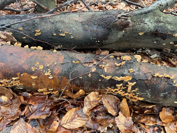 Pevn&iacute;k chlpat&yacute;