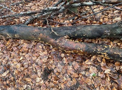 Pevn&iacute;k chlpat&yacute;