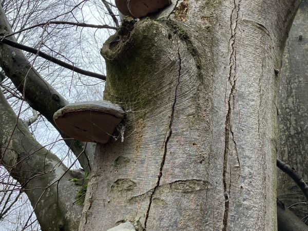 Pr&aacute;chnovec kopytovit&yacute;