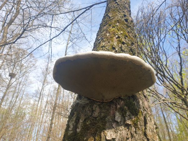 Pr&aacute;chnovec kopytovit&yacute;