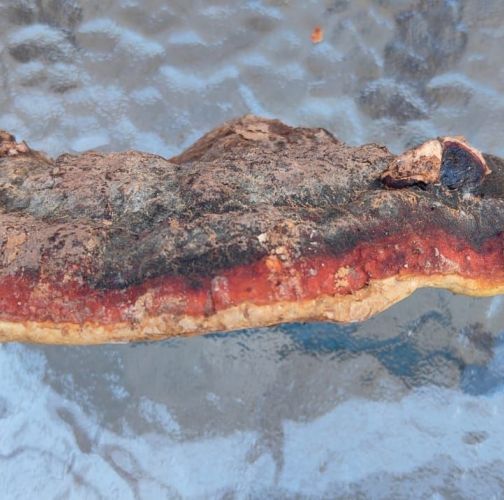 Miroslava Horáková 