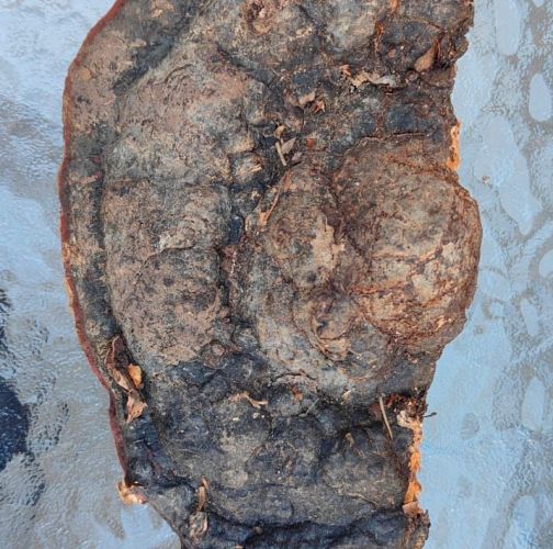 Miroslava Horáková 