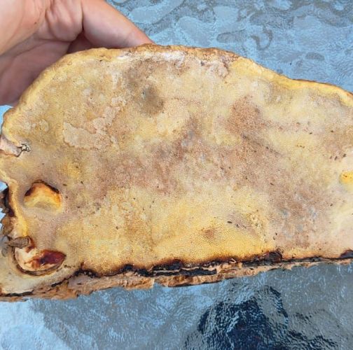 Miroslava Horáková 