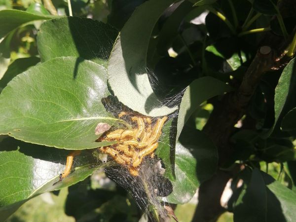 Ploskanka hru&scaron;kov&aacute;