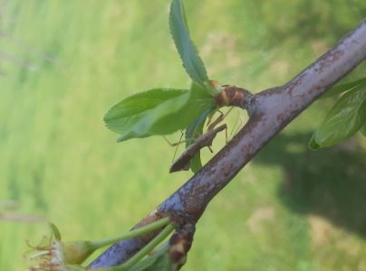 A - nie je v datab&aacute;ze