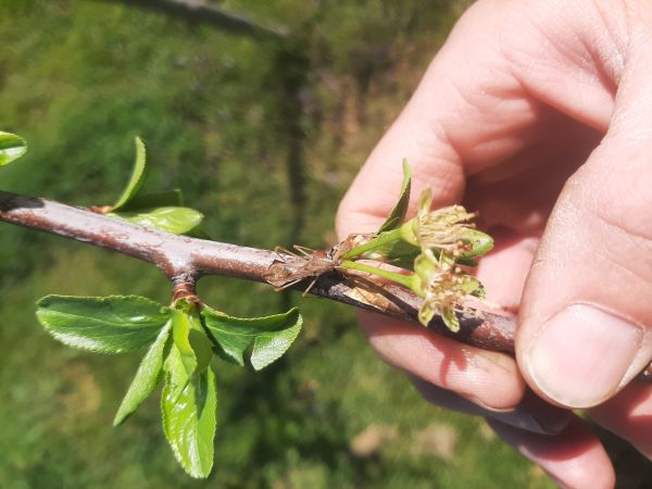 A - nie je v datab&aacute;ze