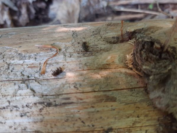 Lykožr&uacute;t smrekov&yacute;