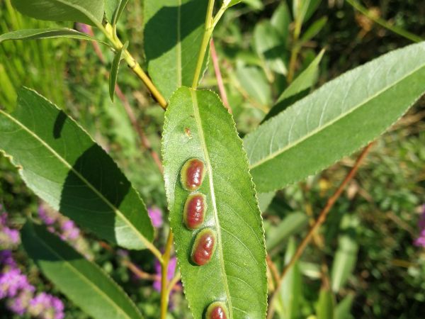 Hrčiarka Pontania proxima