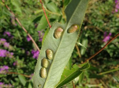 Hrčiarka Pontania proxima