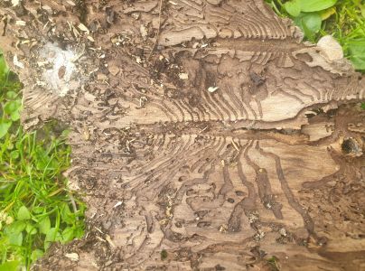 Lykožr&uacute;t smrekov&yacute;